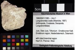 Foto (Objket + Etiketten) von Longodromites ovalis (Moericke, 1897) 